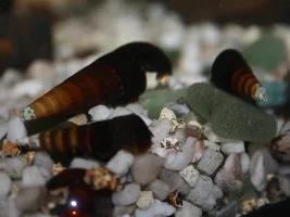 Rabbit snails