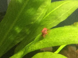 Shrimp photos