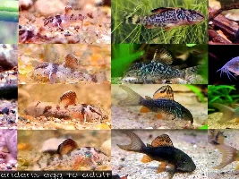 My Managerie of Tanks