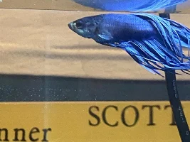 Received Betta for White Elephant, Noob at Fish Keeping, Fish seems Sick! SOS!