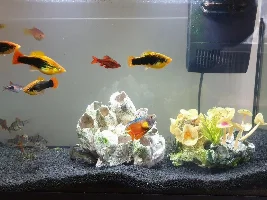Tank leak