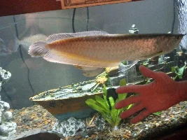 I NEED A NEW HOME FOR MY 15INCH SILVER AROWANA