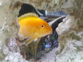 Fish photography