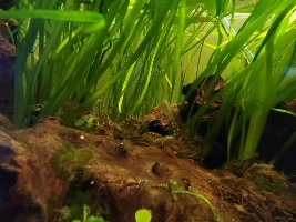 VOTE NOW: November 2025 Tank of the Month Contest (31 US gallons and larger)