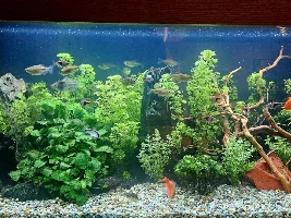Is This Cyanobacteria (Blue /Green Algae)