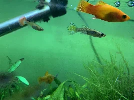 Platys, guppies, thin and some dying