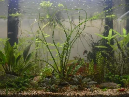 90L Dirted Planted Tank