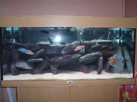 55g Malawi
