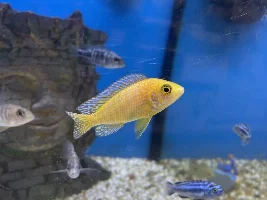 Peacock ID?