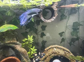 HELP! Very urgent Betta fish help