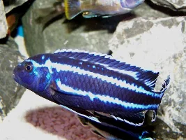 Cichlid Pictures.