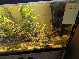 VOTE NOW: May 2025 Tank of the Month Contest (31 US gallons and larger)