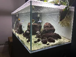 Updates on my tanks