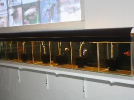 Betta Thai Import