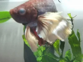 male Betta fish may have pop-eye?