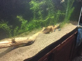 Can I add these pieces of birch driftwood to my aquarium?