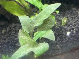 New plants ID
