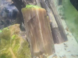 55 gallon with petrified wood and drift wood!