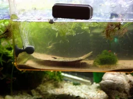Help! My cories spawned! What do I do??
