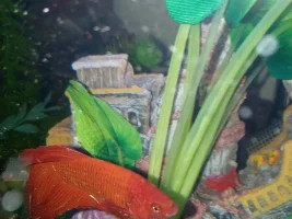 Hello. I need help with my betta.