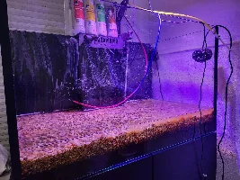 Kaya's Red Sea 250XL Planted Freshwater Build