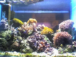 my now very mature marine tank