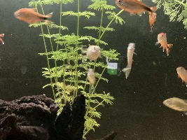 148.6L (39.2 gallon) aquarium journal