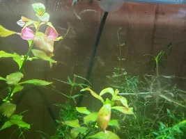 Zebra Danio having difficulting swiming