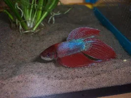 Some pix of my Bettas