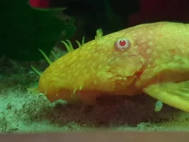 Do I have a male BN?