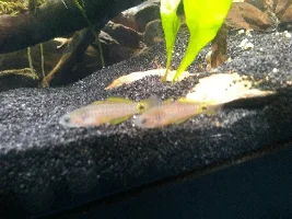 Peacock gudgeon photos