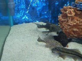 My fishtank pics