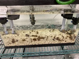 Aiptasia help!!!