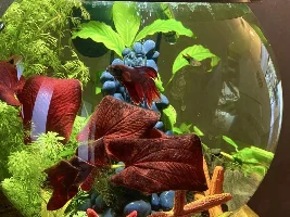 My planted biorb