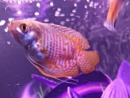Dwarf gouramies