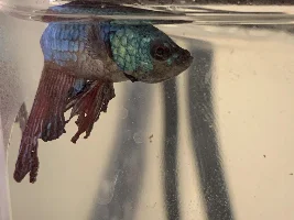 Floating on surface + Fin Rot