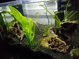 My twins 10 gal planted tank.