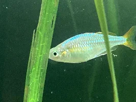 Gill ulcer - TB?
