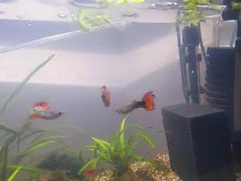 Guppies fins