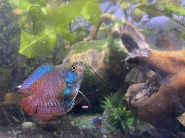Dwarf gourami with pink swollen lip