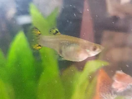 Prenant guppies