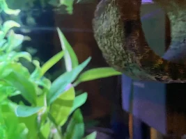 10 gallon fish tank 🐠
