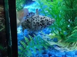 Do you think my Dalmation Molly is pregnant?