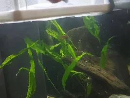 Dont think my platys are well