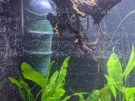 A place 4 my questions & ponderings as I build a 34 Gallons (127L) tank