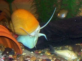 Not Puffer Pics