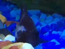 Fluffy white eyed Catfish! Help??