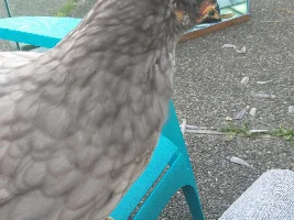 I am getting baby chickens!