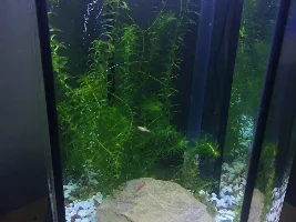 Fry nest