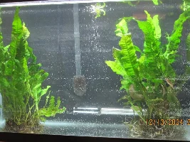 Giant Java fern